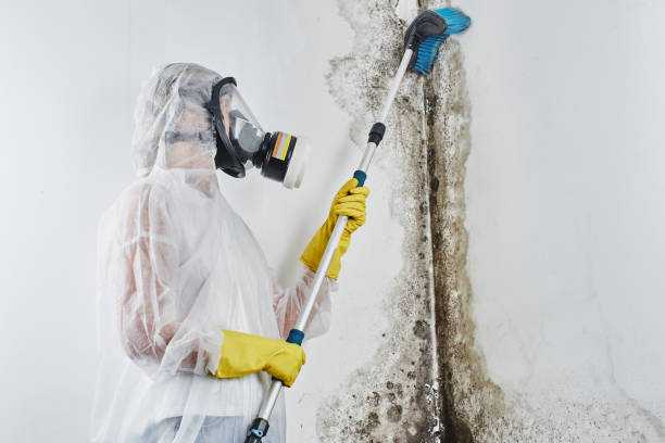 Best Residential Mold Removal  in Edgerton, OH
