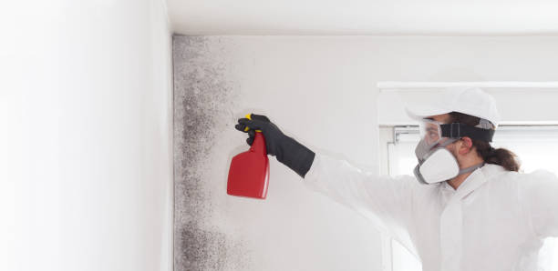 Best Attic Mold Removal  in Edgerton, OH
