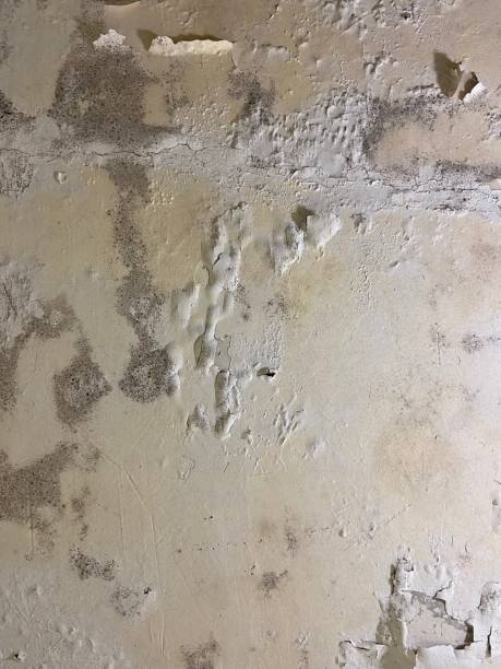 Attic Mold Removal in Edgerton, OH