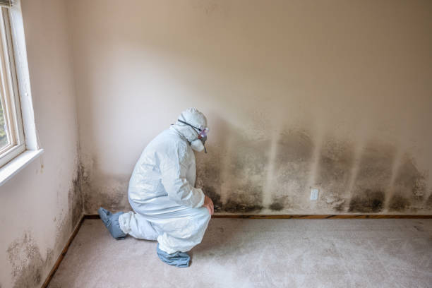 Best Mold Testing  in Edgerton, OH