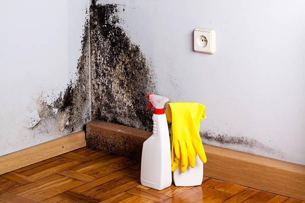 Best Mold Damage Repair  in Edgerton, OH