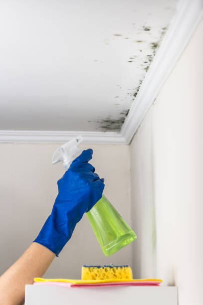 Best Certified Mold Removal  in Edgerton, OH