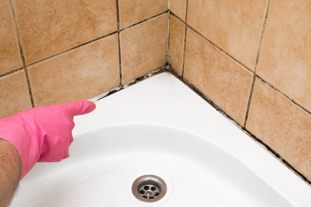 Best Best Mold Removal Companies  in Edgerton, OH